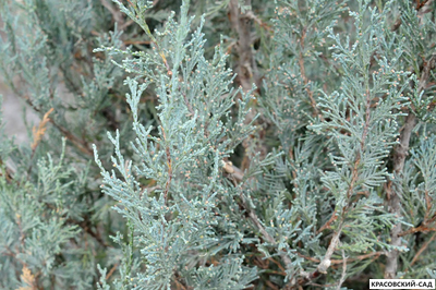 Можжевельник Пэтфиндер - Pathfinder