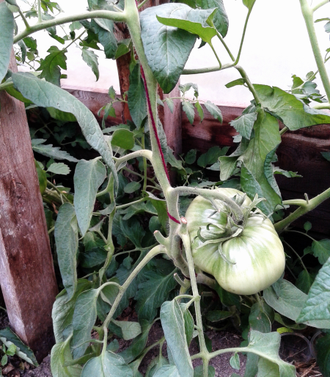 Семена томата Тундра