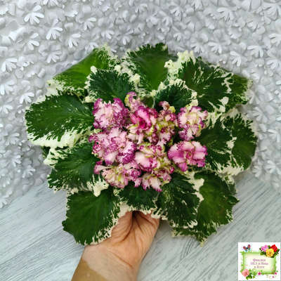 АВ-Буря Эмоций (Фиалковод) 2020 г.