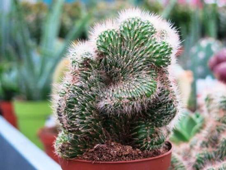 Nyctocereus Cristata- Никтоцереус Кристата, Borzicactus Cristata, Борзикактус кристатный, Hildewintera aureispina cristata