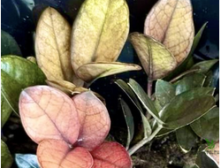 Замиокулькас Акебоно Красный / Z. Akebono Red