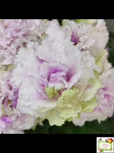 АВ-Свадебное Путешествие (Фиалковод) 2021 г. (лист посажен 03.11.25)