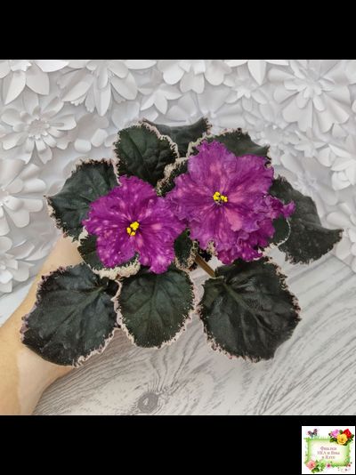 ВаТ-Калейдоскоп (Т. Валькова) 2015 г.