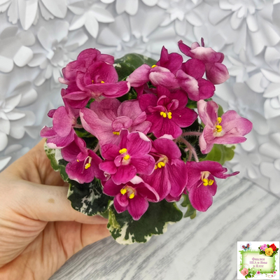 ЛЕ-Фруктовая Мармеладка (Е.Лебецкая) 2017 г. (пестролистный гёрл)