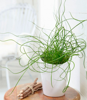 Juncus Spiralis