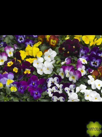 РАССАДА ВИОЛЫ МЕЛКОЦВЕТКОВОЙ (АНЮТИНЫ ГЛАЗКИ) 6 ШТ