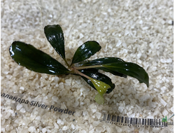 Буцефаландра Silver Powder