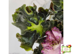 ЛЕ-Пряная Корица (Е. Лебецкая) 2020 г.