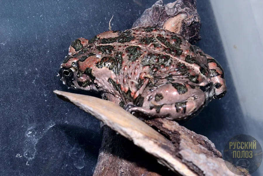 АФРИКАНСКАЯ ЗЕЛЕНАЯ ЖАБА, BUFOTES BOULENGERI
Содержание - https://terrafood-shop.ru/articles/afrikanskaia-zelenaia-zhaba-bufotes-boulengeri-soderzhanie-doma