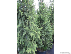 Ель обыкновенная Колумнарис фото хвои - красовский-сад.рф