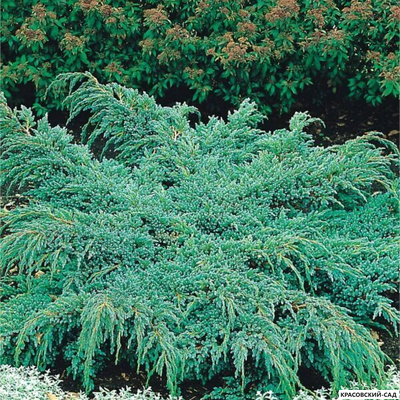 Можжевельник Блю Спайдер - Blue Spider