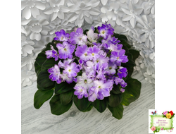 LV-Цветы для Любимого (Л. Шевелева) 2025 г. трейлер (клакамасный лонг)