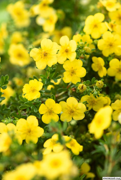 Лапчатка кустарниковая Кэтрин Дьюкс