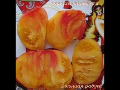 Томат Большая радуга (Big Rainbow, США)