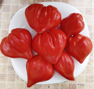 Томат Скифея (Скифская фея)