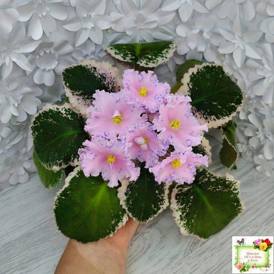 НД-Хоровод  (Н.Данилова-Суворова) 2021 г.