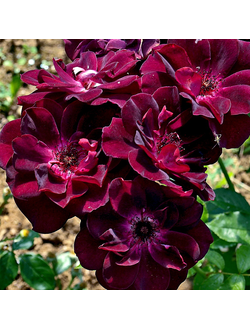 Бургунди Айс ( Burgundy Ice ) роза