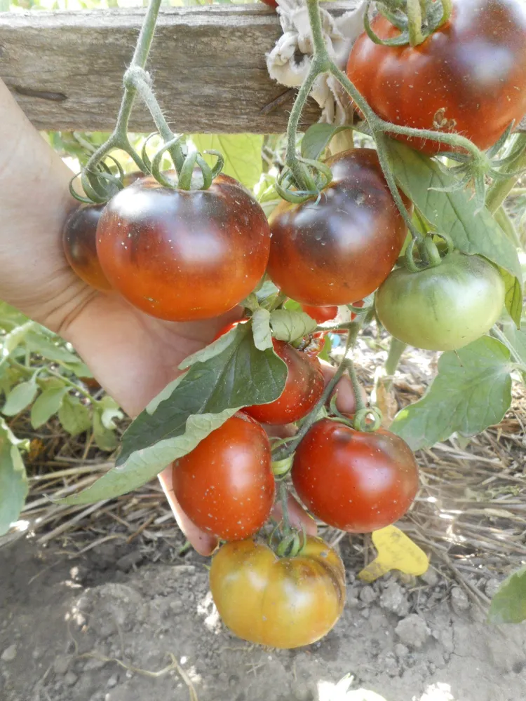 Красный уголь