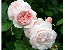 Джульета роза