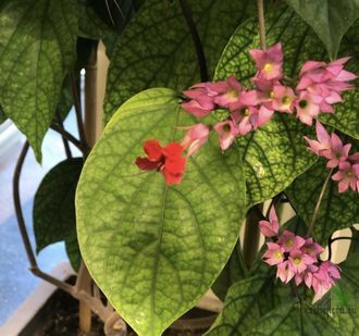 Clerodendrum Splendens / Клеродендрум блестящий (красные цветки)
