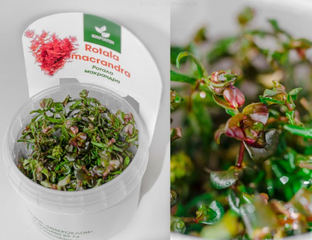 ROTALA MACRANDRA "MINI"/ РОТАЛА МАКРАНДРА МИНИ (меристемная)