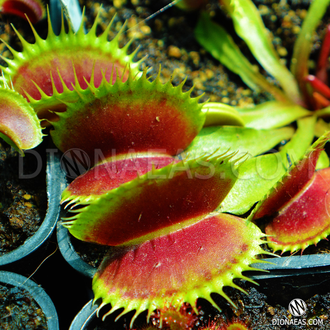 Dionaea muscipula Dent stress