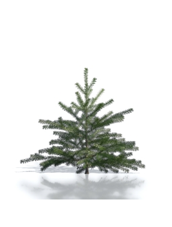 Billboards Ель летняя_20