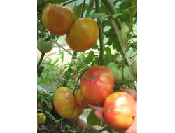 Томат Олимпийский огонь