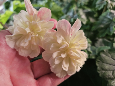 Пеларгония Rushmoor Zambezi