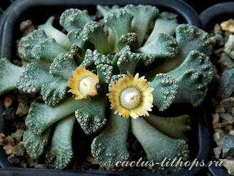 Titanopsis calcarea 35k nw Brandvlei (MG) - 5 семян