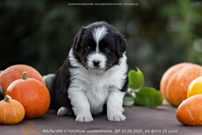 щенок mas - мальчик с ГОЛУБЫМ ошейничком Д-2025, окрас черный триколор, возраст 25 дней