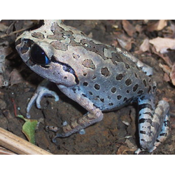 Чесночница тонкорукая Хассельта (Leptobrachium hasseltii)