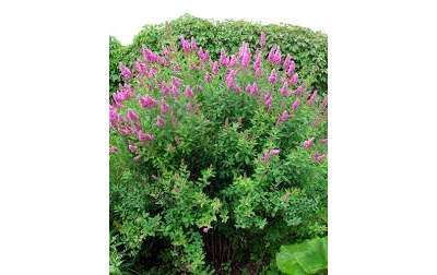 спирея "билларда"