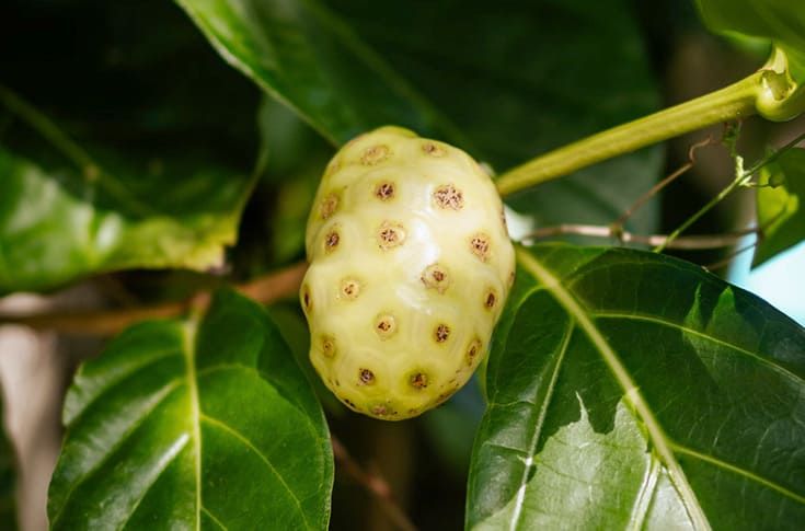 Свежий плод нони