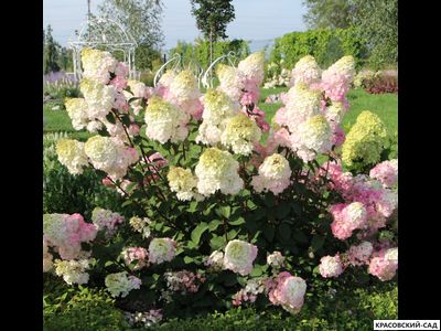 Гортензия Самарская Лидия