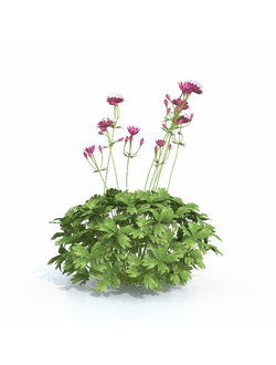 цветы Астранция розовая 1