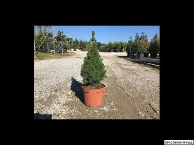 Ель канадская Коника - Conica