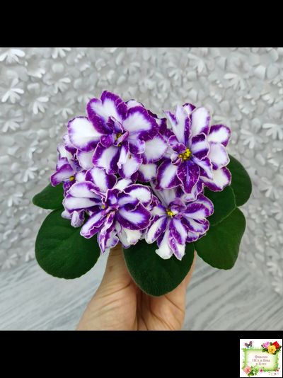 ЮШ-Надюша (Ю.Шаховцева) химера (пасынок из цветоноса укоренённый)