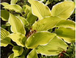 Хоста Lakeside Cha cha, C2