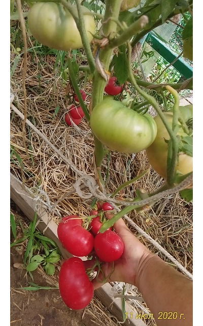 Томат Кубанский домашний розовый