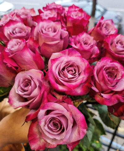 Роза Эквадор "Дип Перпл" 50 см 15 шт