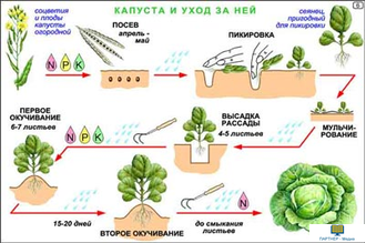 Культурные растения  (24 шт), комплект кодотранспарантов (фолий, прозрачных пленок)