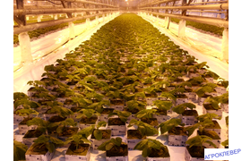 Рассада огурец на минвате