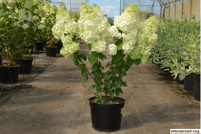 Гортензия Мэджикл Мунлайт - Magical Moonlight