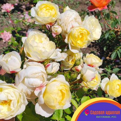 Ванесса Белл (Vanessa Bell)