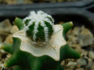 Aztekium hintonii (d=12 мм)