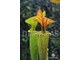 Семена Sarracenia Flava Ornata A - крупная, высокая саррацения