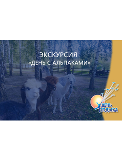 Экскурсия "День с альпаками"