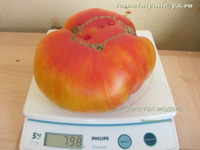 Томат Золотая медаль (Gold Medal)