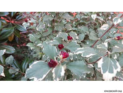 Гибискус Пурпуреус Вариегатус - Purpureus Variegatus